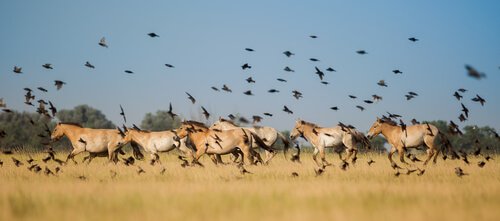  Domestication of wild horses 