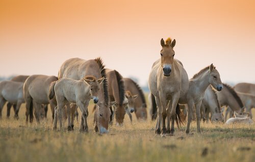 Przewalski's wild horse 