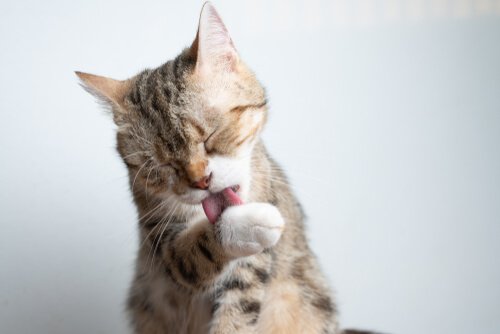  Osteoarthritis in cats: treatment 