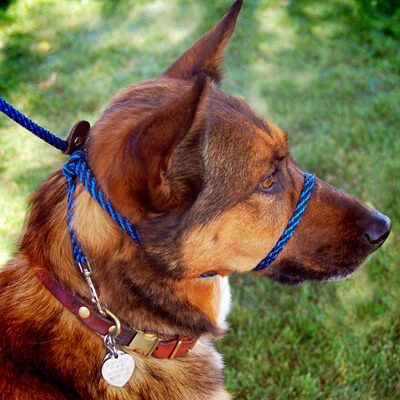  Snout collar for dogs 